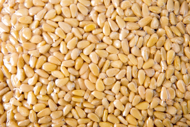 주식회사 에코포리스트,숲토리 백잣(진공팩 800g)